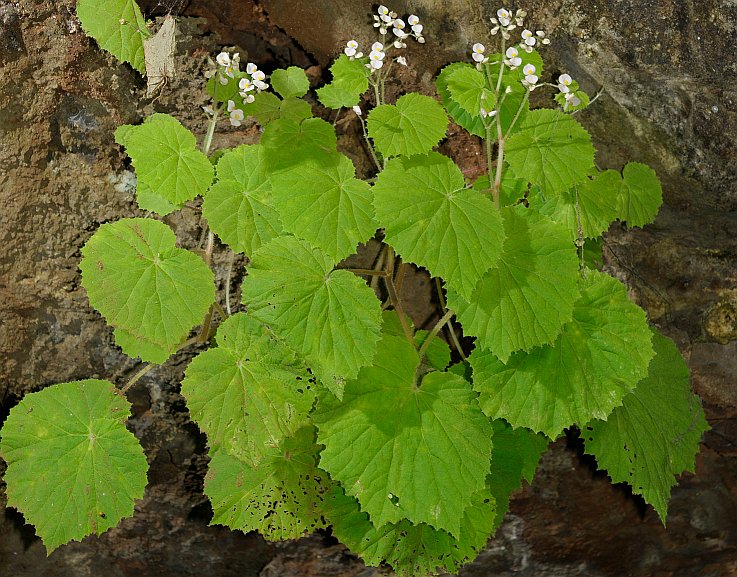 B. phutthaii